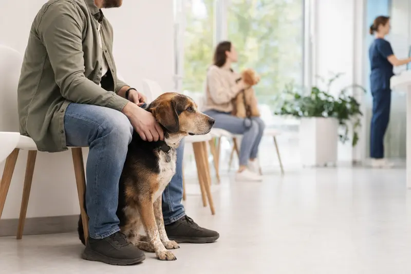 Ein Caravan Hound sitzt ruhig neben seinem Besitzer im hellen Wartezimmer einer modernen Tierarztpraxis.
